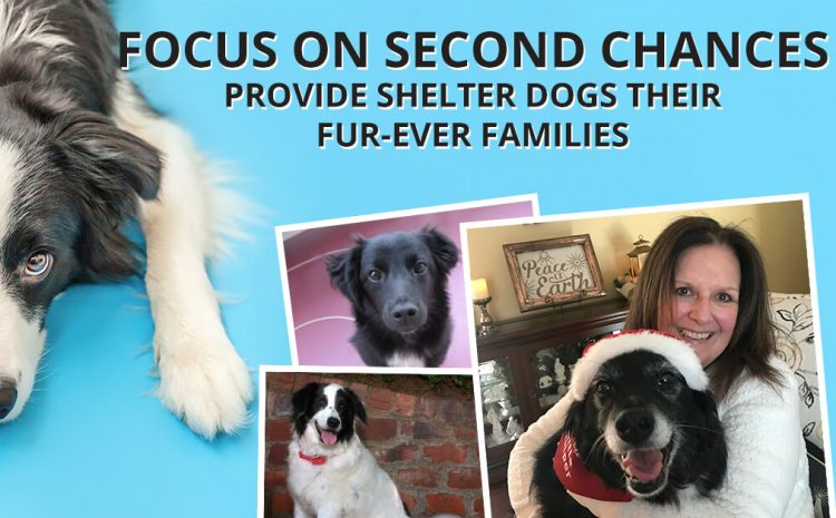  Focus on Second Chances, Provide Shelter Dogs Their FUR-Ever Families